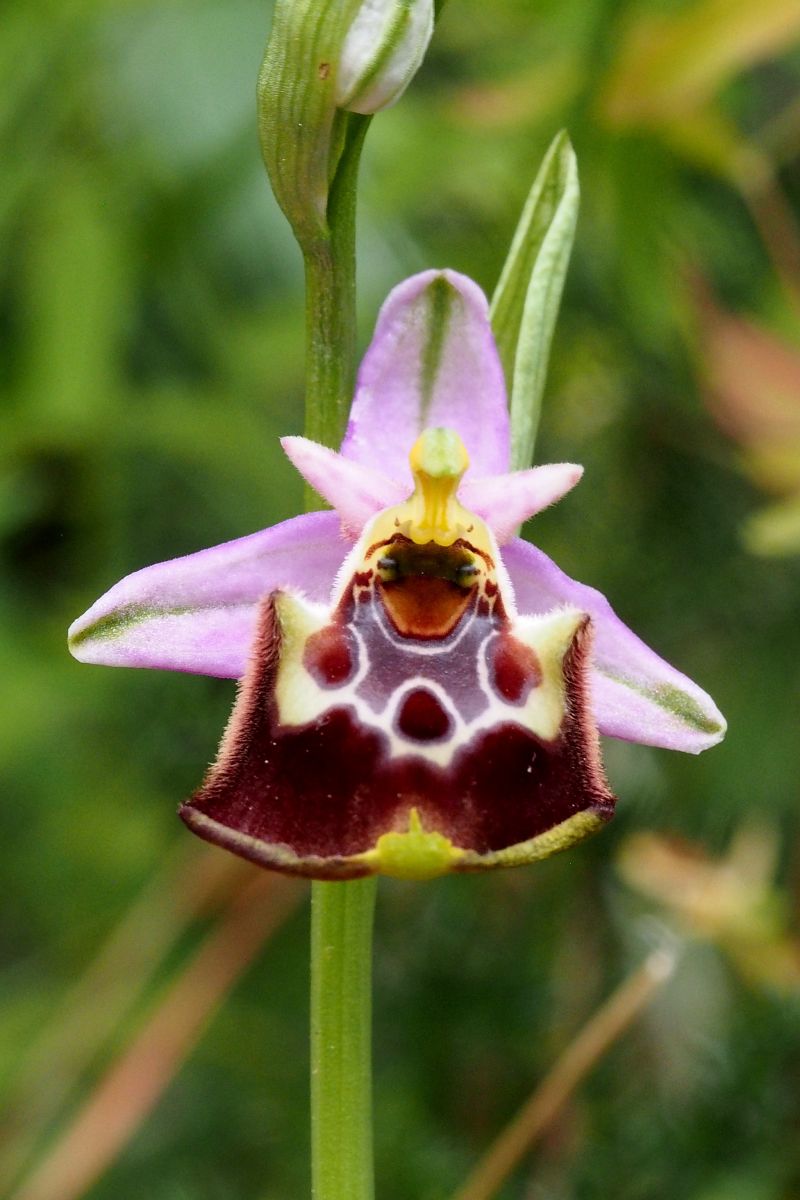 Ophrys montis-aviarii  - Jany Husson