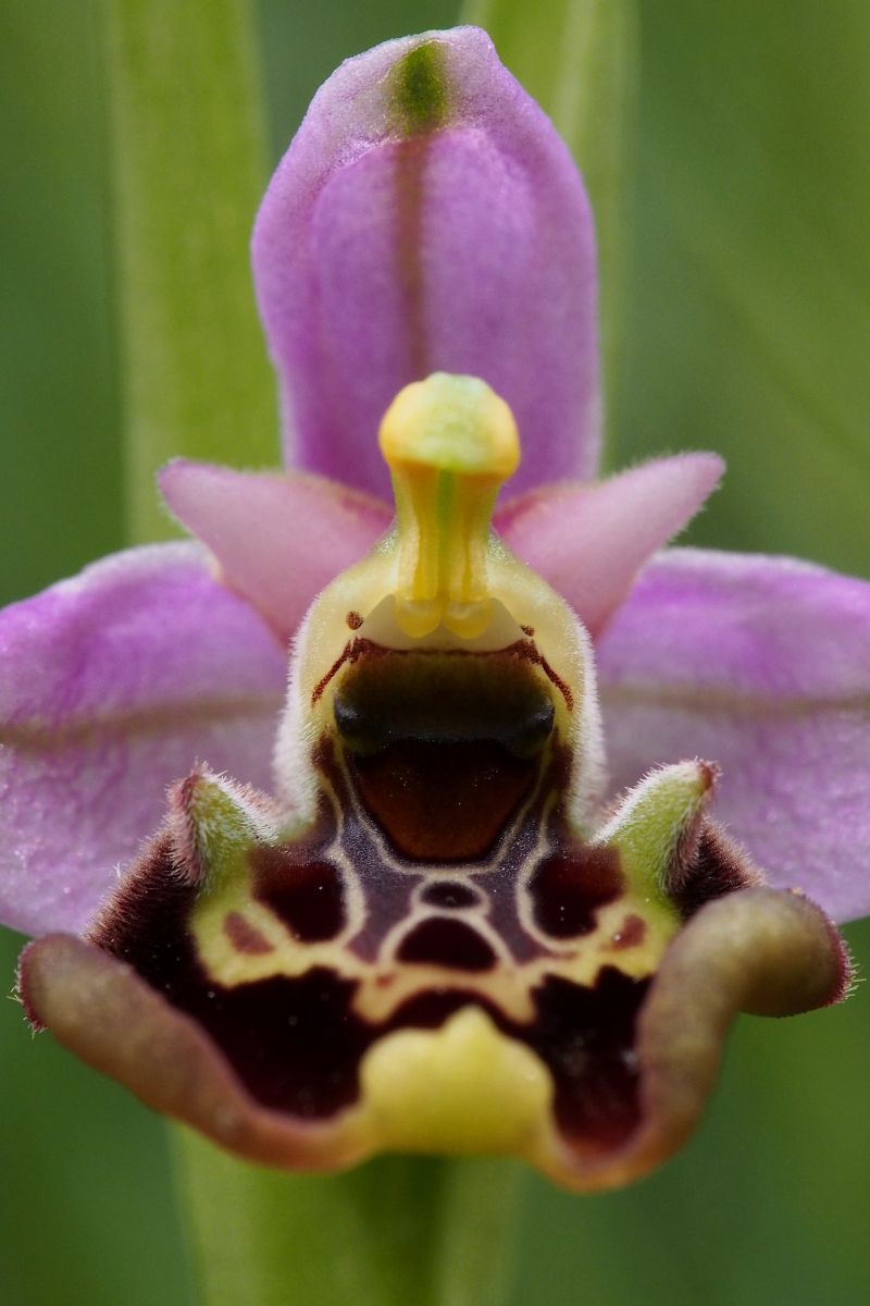 Ophrys montis-aviarii  - Jany Husson