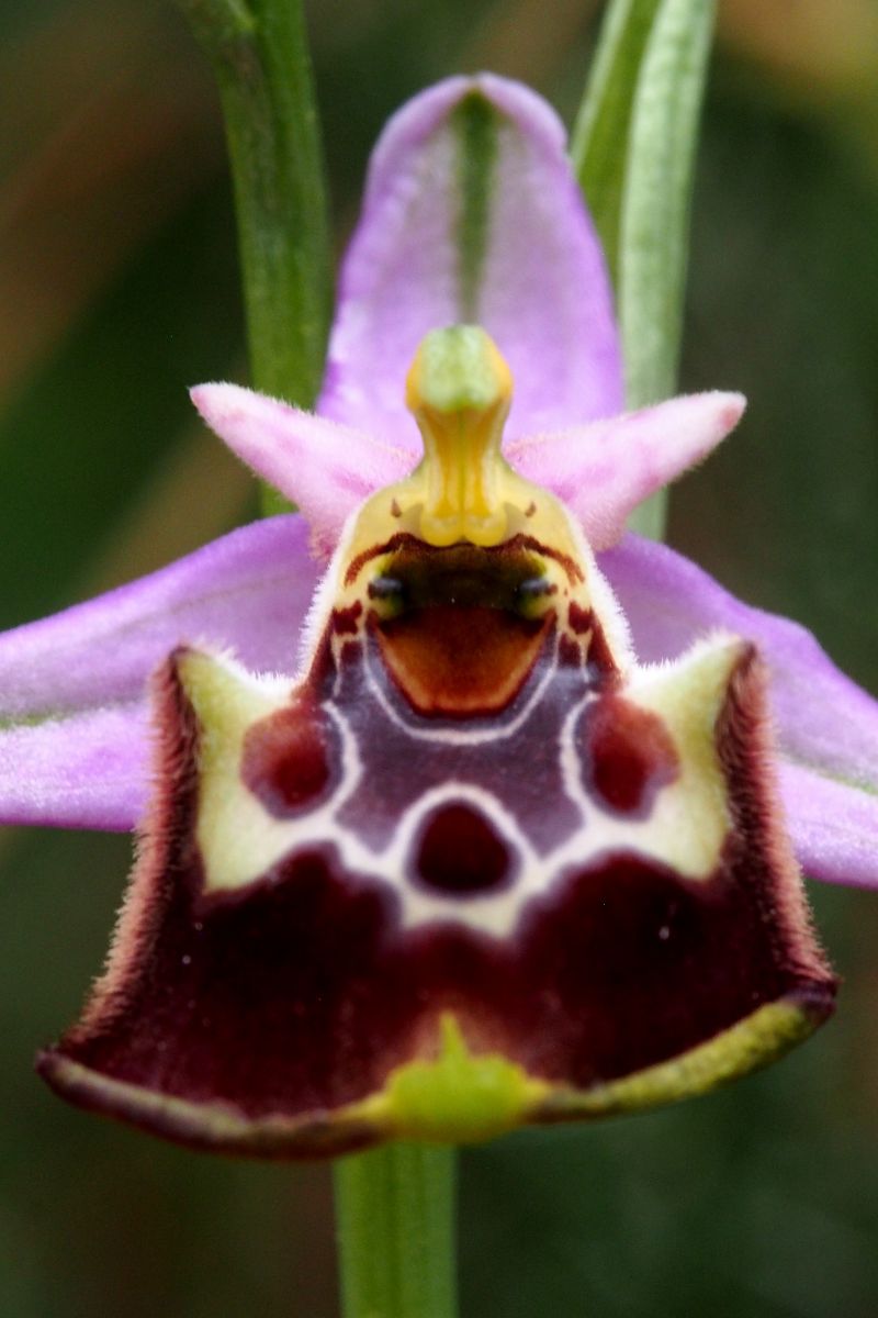 Ophrys montis-aviarii  - Jany Husson
