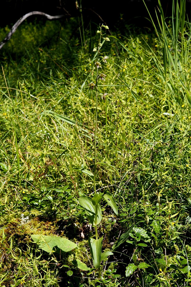 Epipactis helleborine var. castanearum  - Jany Husson