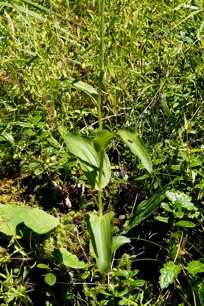 Epipactis helleborine var. castanearum  - Jany Husson