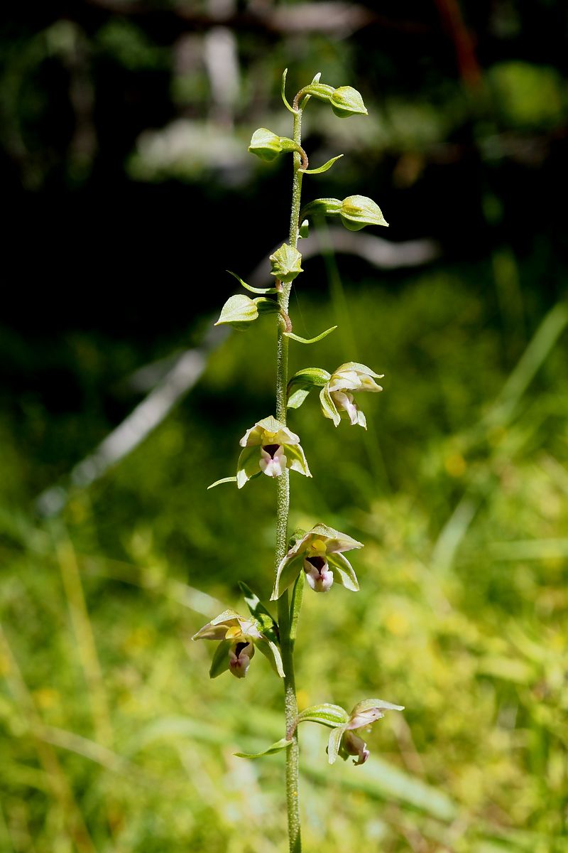 Epipactis helleborine var. castanearum  - Jany Husson