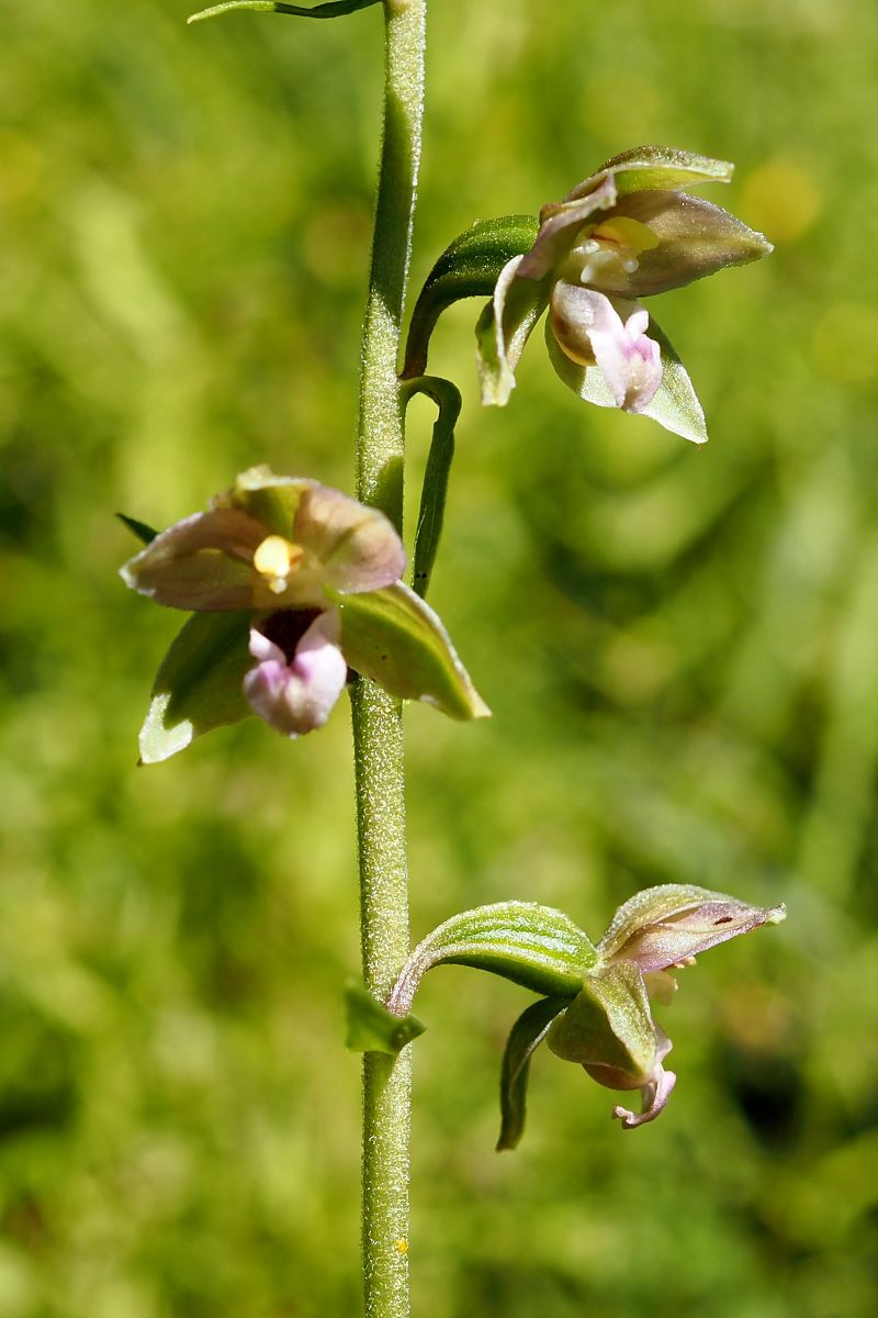 Epipactis helleborine var. castanearum  - Jany Husson