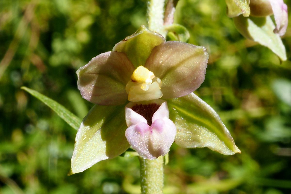 Epipactis helleborine var. castanearum  - Jany Husson