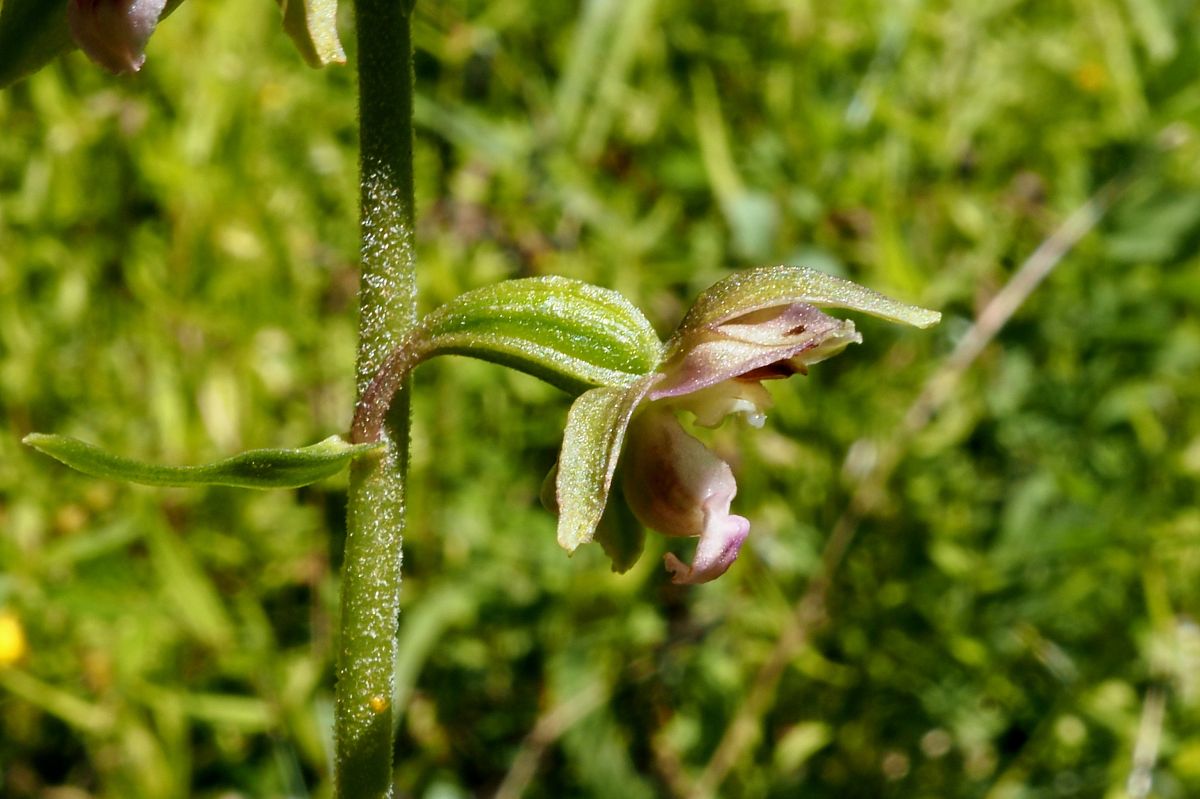 Epipactis helleborine var. castanearum  - Jany Husson