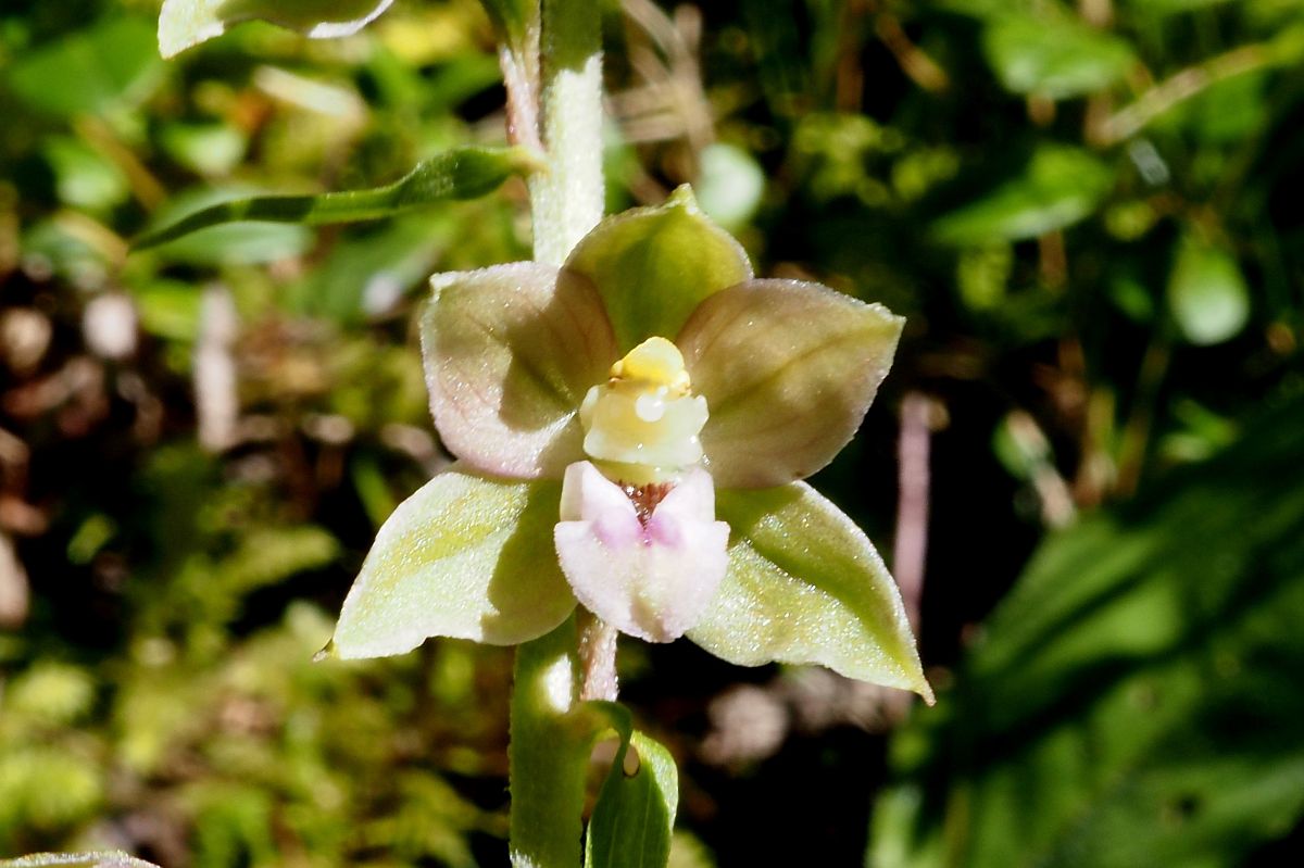 Epipactis helleborine var. castanearum  - Jany Husson