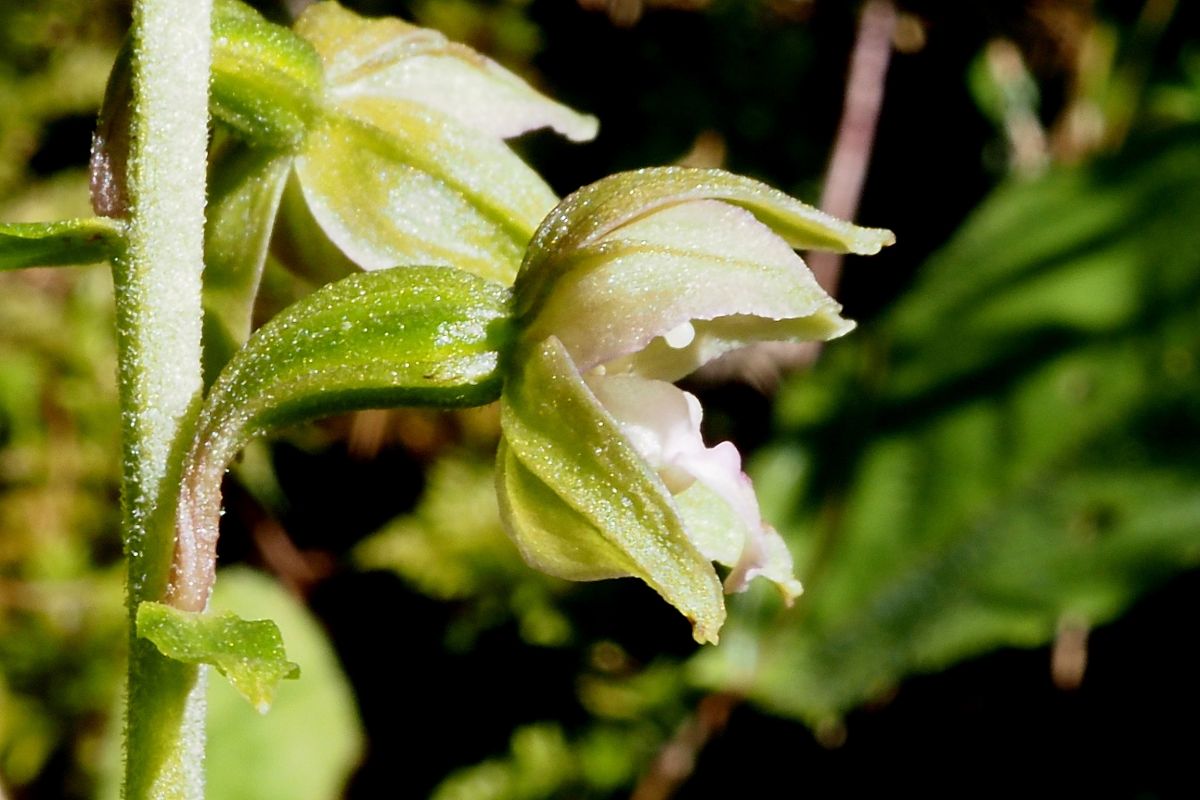 Epipactis helleborine var. castanearum  - Jany Husson