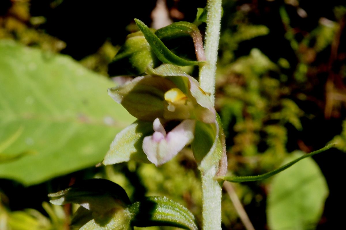 Epipactis helleborine var. castanearum  - Jany Husson