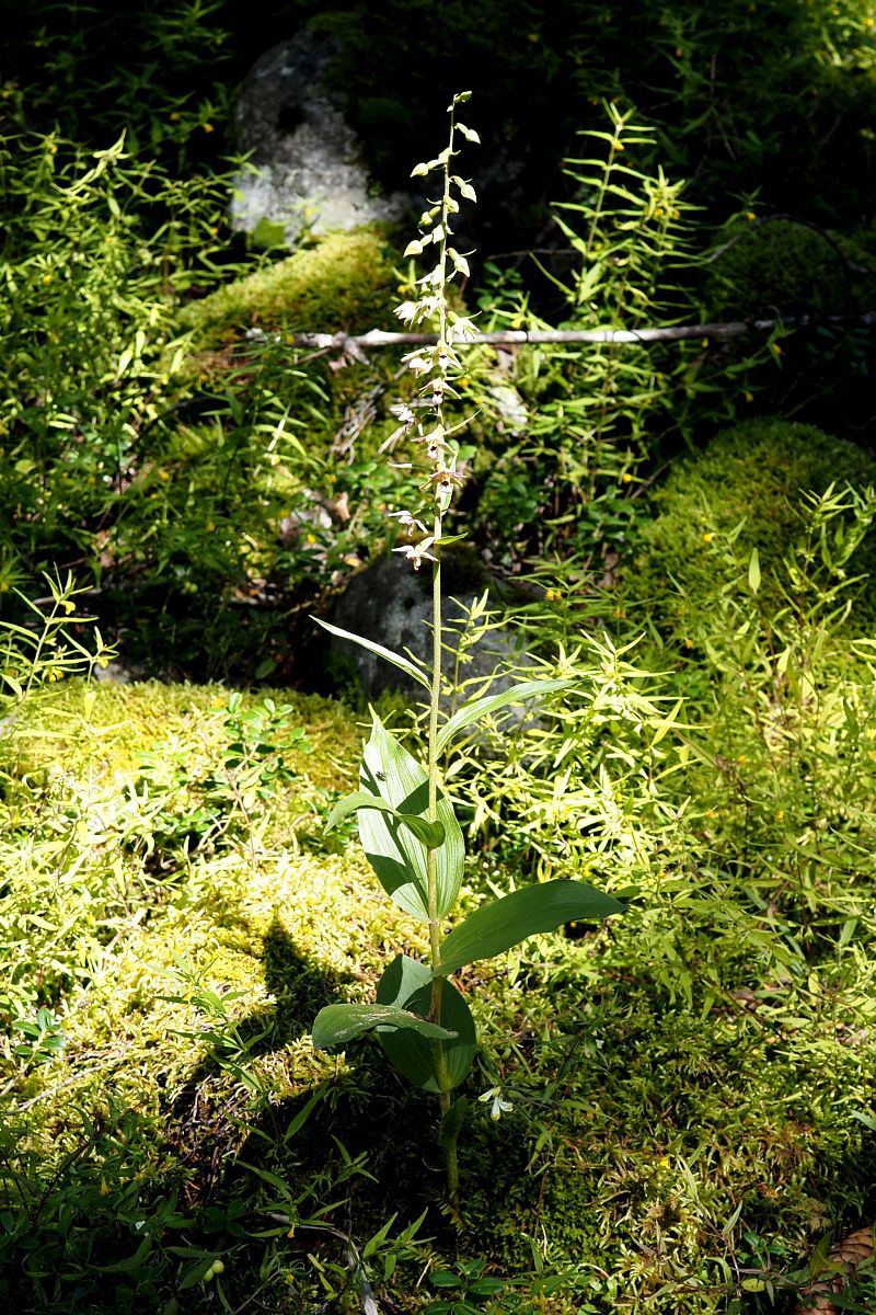 Epipactis helleborine var. castanearum  - Jany Husson