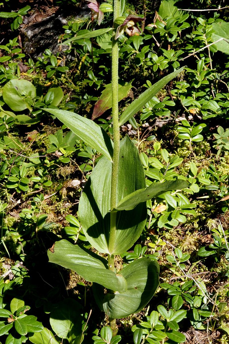Epipactis helleborine var. castanearum  - Jany Husson