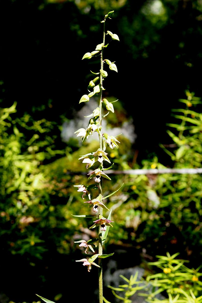 Epipactis helleborine var. castanearum  - Jany Husson