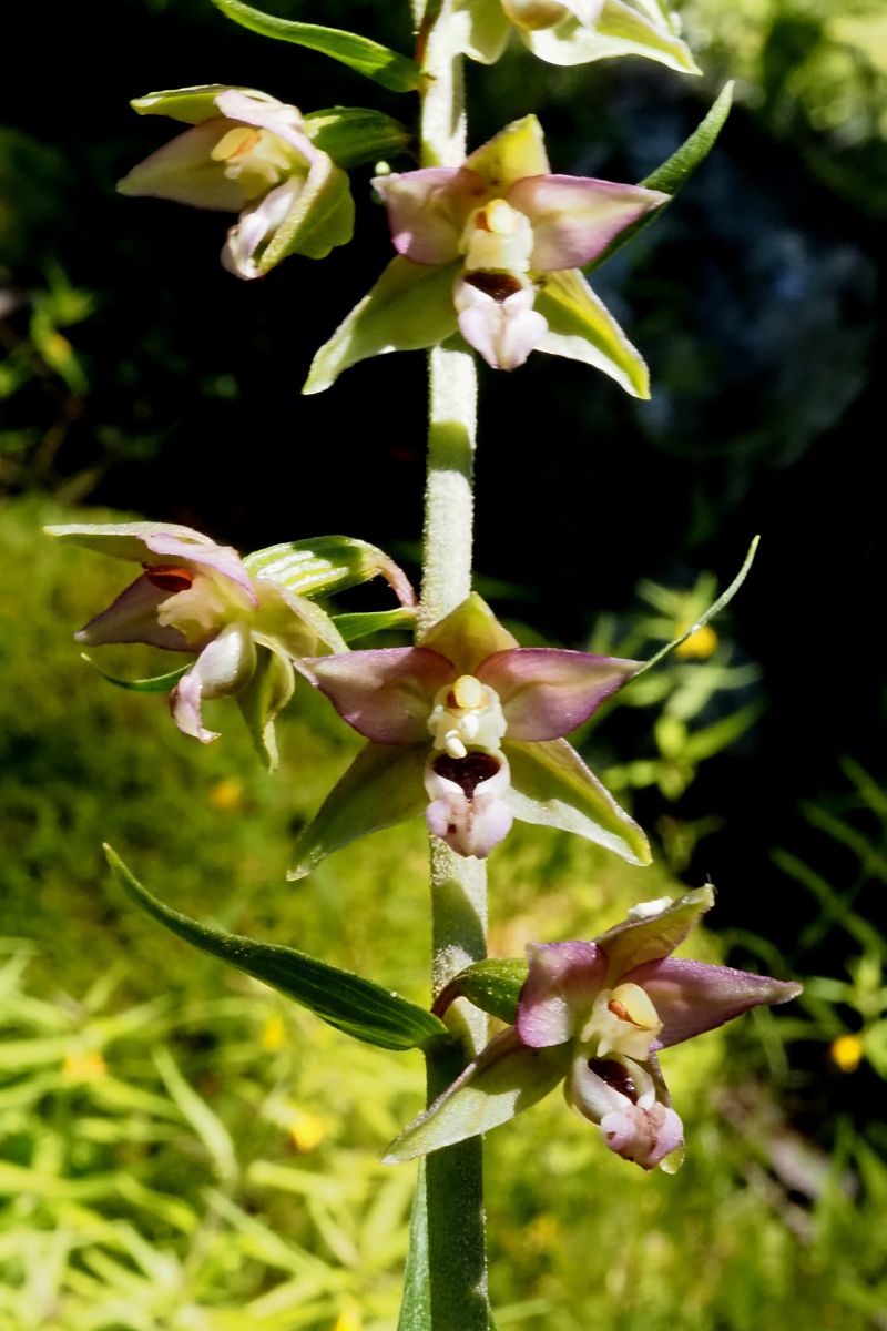 Epipactis helleborine var. castanearum  - Jany Husson
