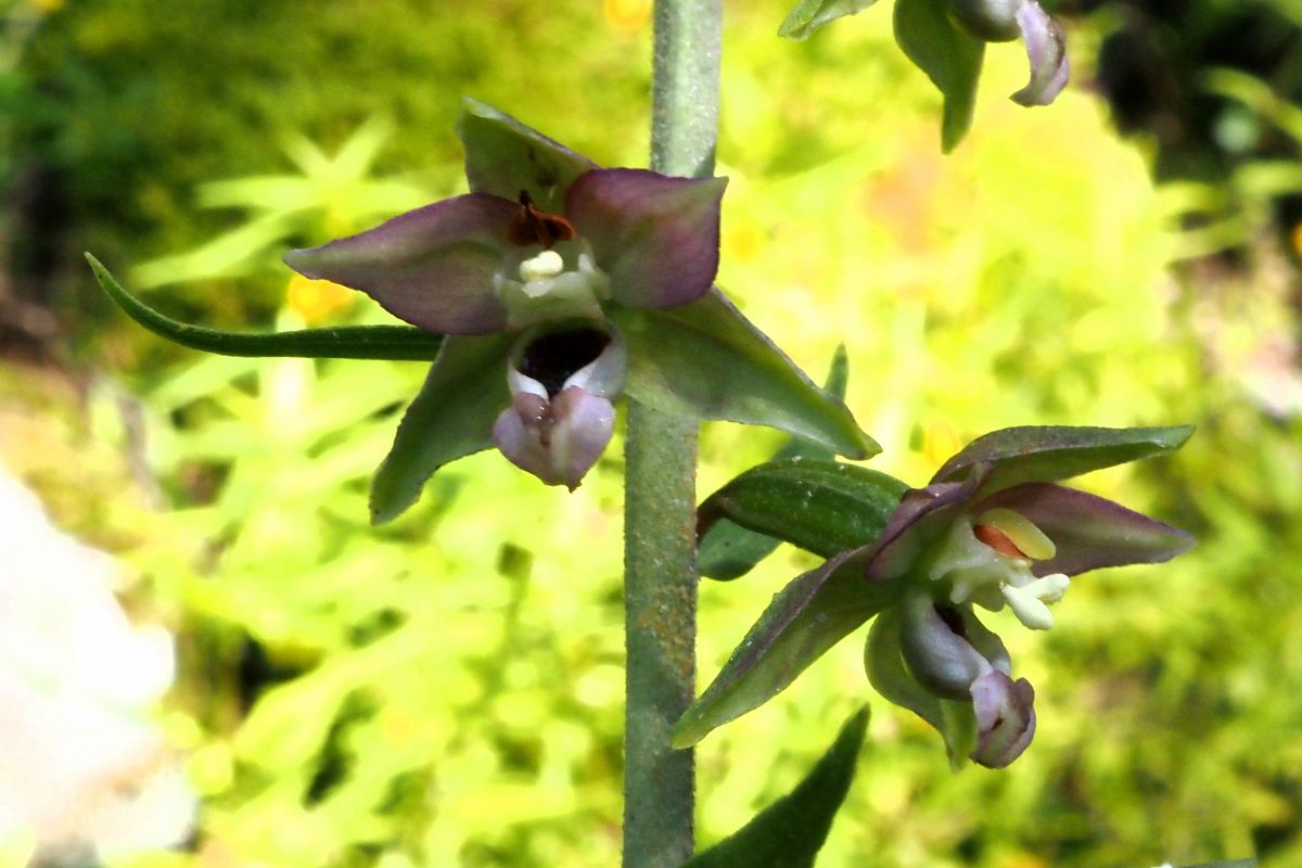 Epipactis helleborine var. castanearum  - Jany Husson