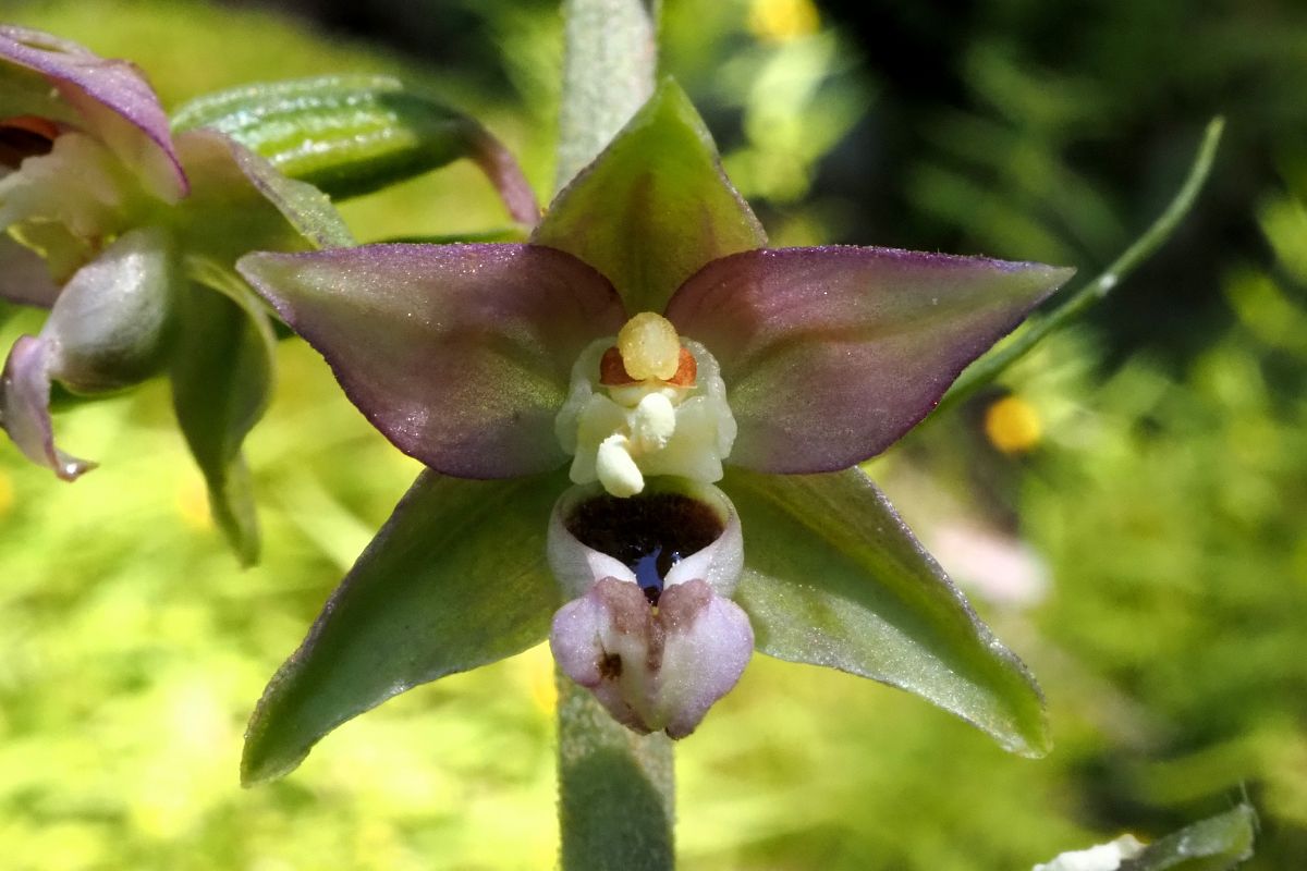 Epipactis helleborine var. castanearum  - Jany Husson