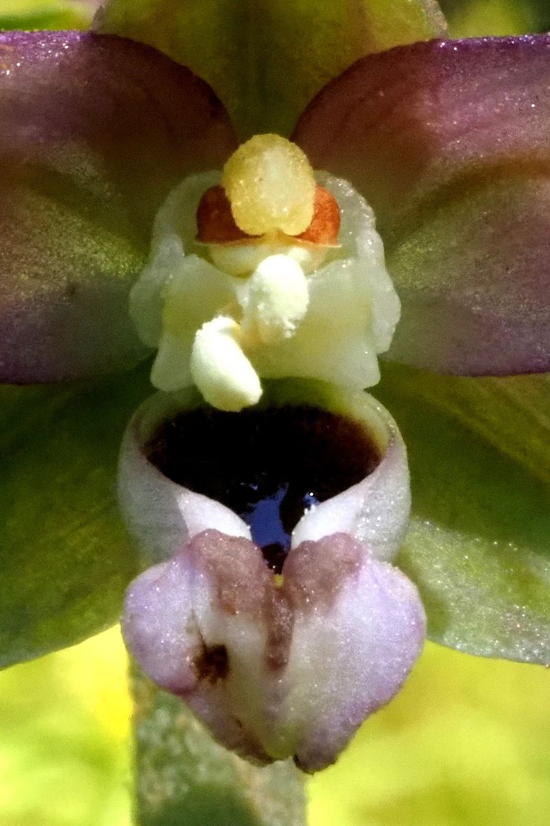 Epipactis helleborine var. castanearum  - Jany Husson