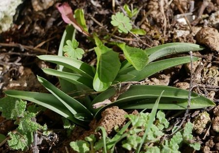 Anacamptis pyramidalis  - Jacques Gilardin