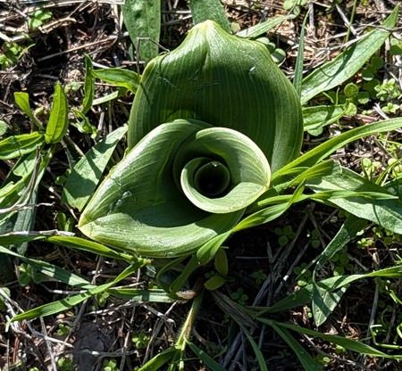 Himantoglossum hircinum  - Jacques Gilardin