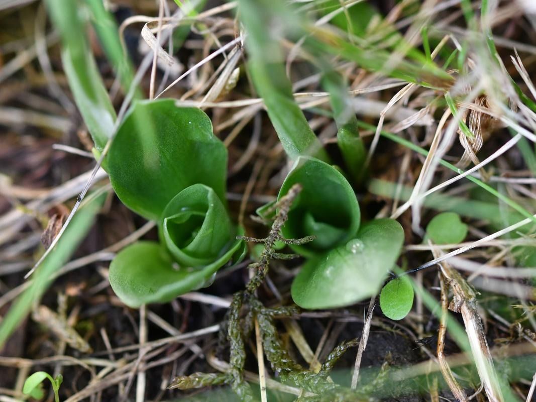Spiranthes spiralis  - Isabelle Bienfait