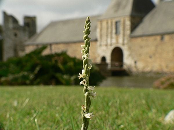 Spiranthes spiralis  - Joannic Troussier
