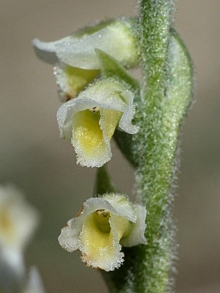 Spiranthes spiralis  - Joannic Troussier