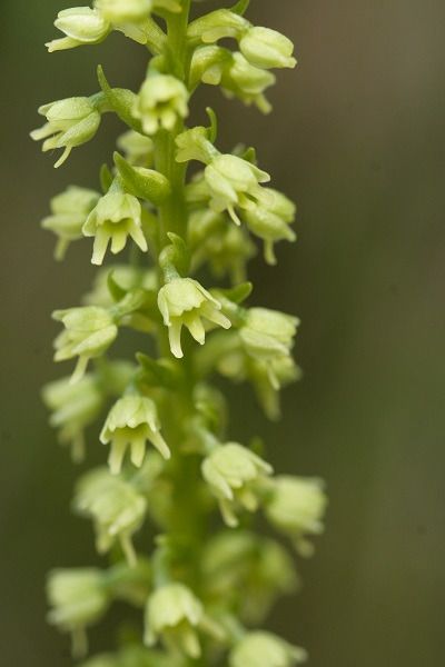 Pseudorchis albida  - Guy Bourderionnet