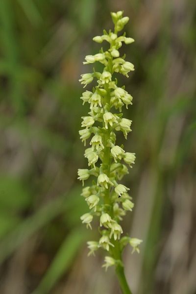 Pseudorchis albida  - Guy Bourderionnet