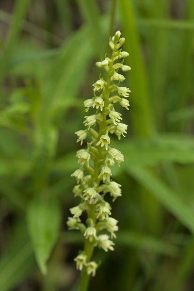 Pseudorchis albida  - Guy Bourderionnet