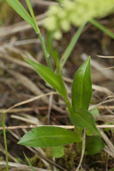 Pseudorchis albida  - Guy Bourderionnet