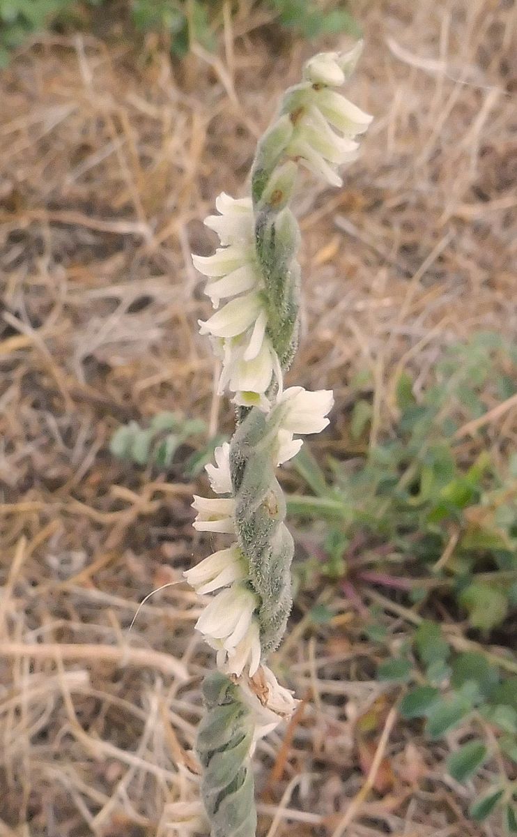 Spiranthes spiralis  - Laurent Fourneret