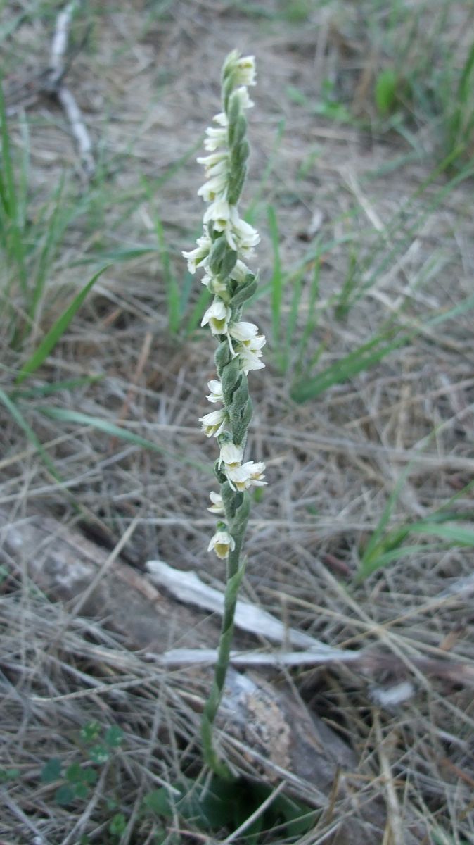 Spiranthes spiralis  - Vincent Marconnet