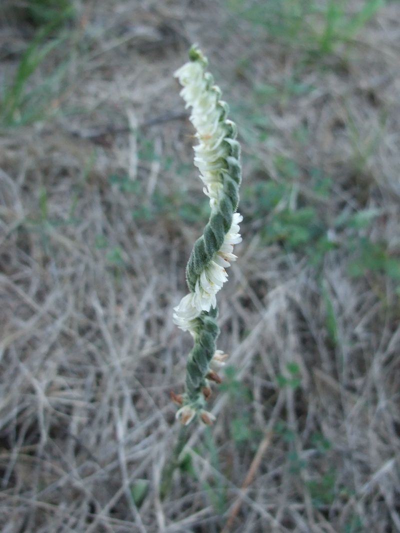 Spiranthes spiralis  - Vincent Marconnet