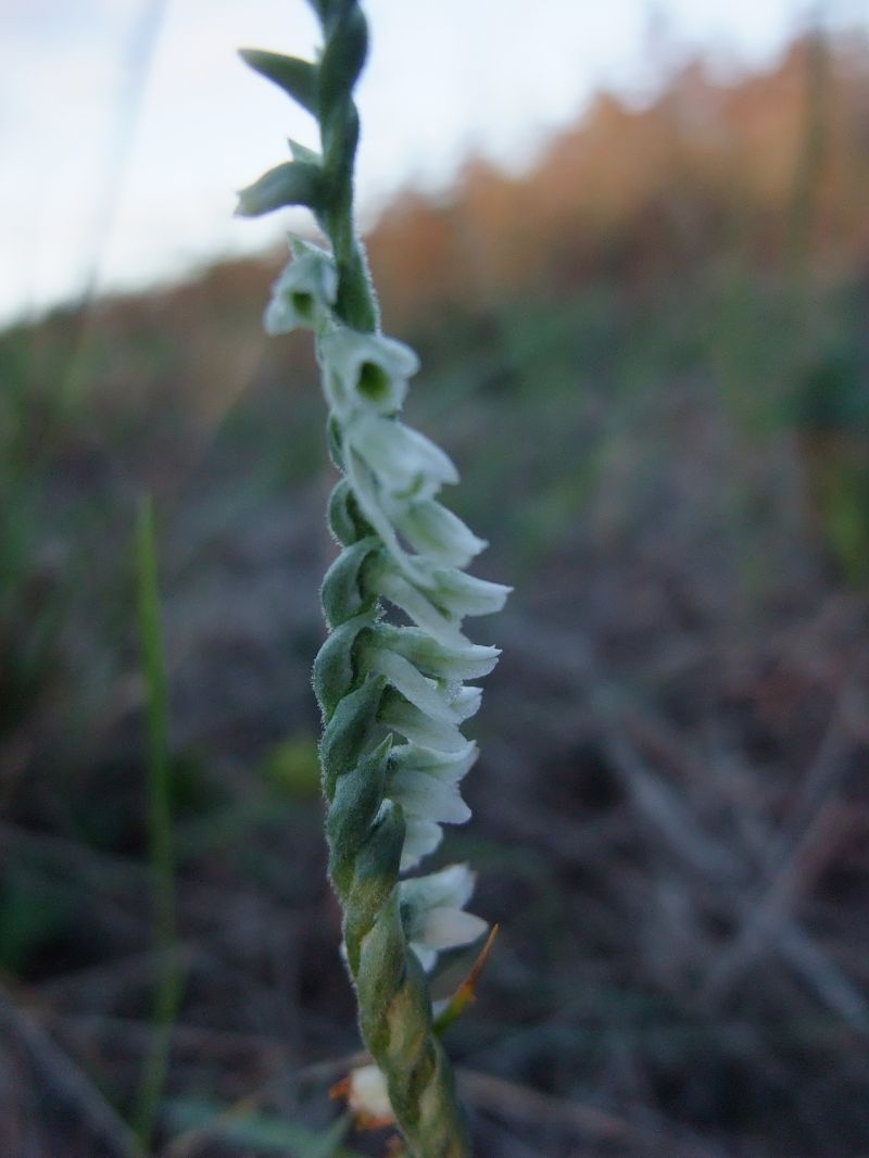 Spiranthes spiralis  - Vincent Marconnet