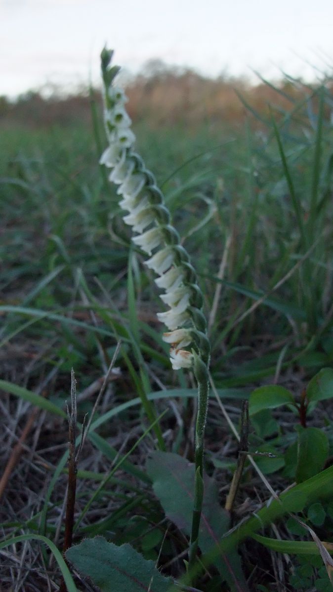 Spiranthes spiralis  - Vincent Marconnet
