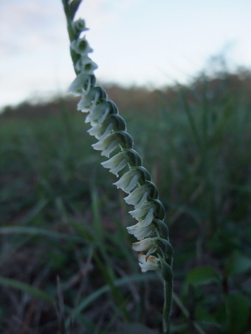 Spiranthes spiralis  - Vincent Marconnet