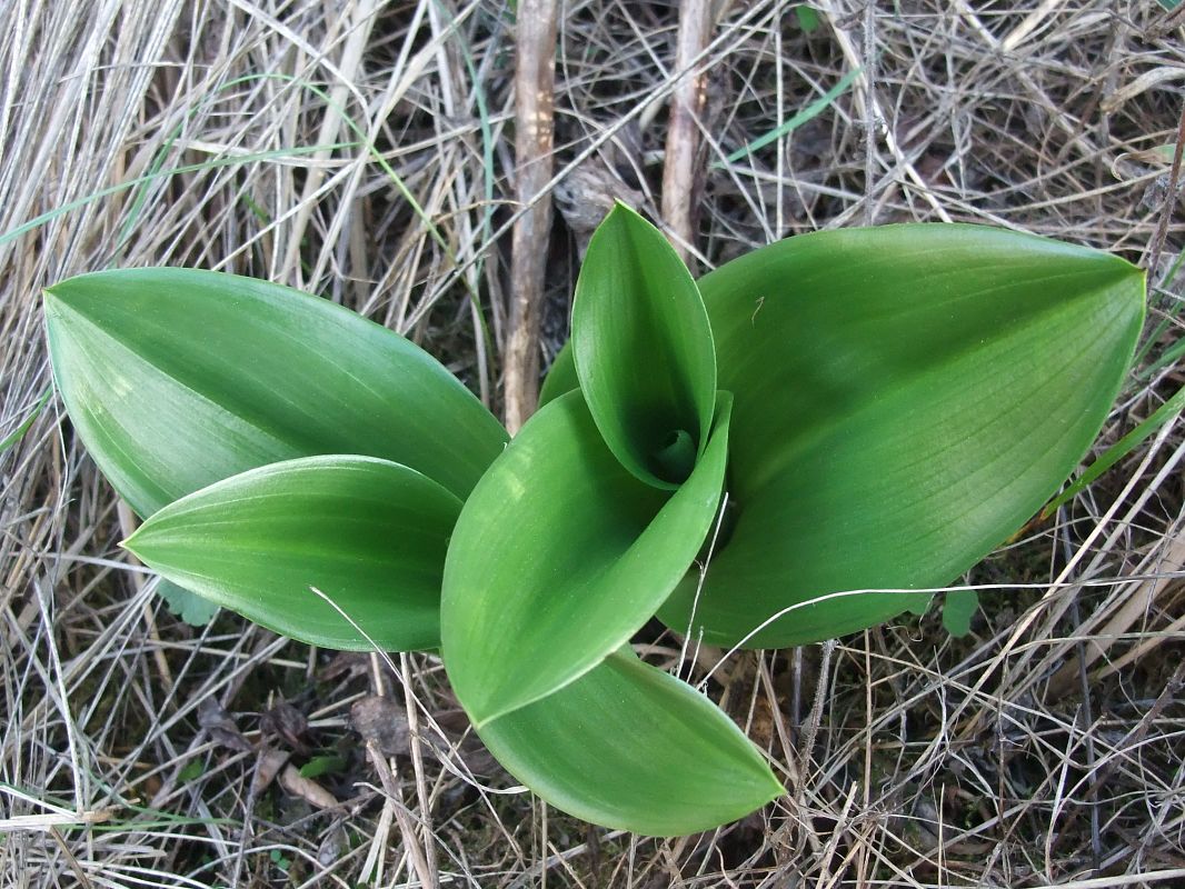 Himantoglossum robertianum  - Vincent Marconnet