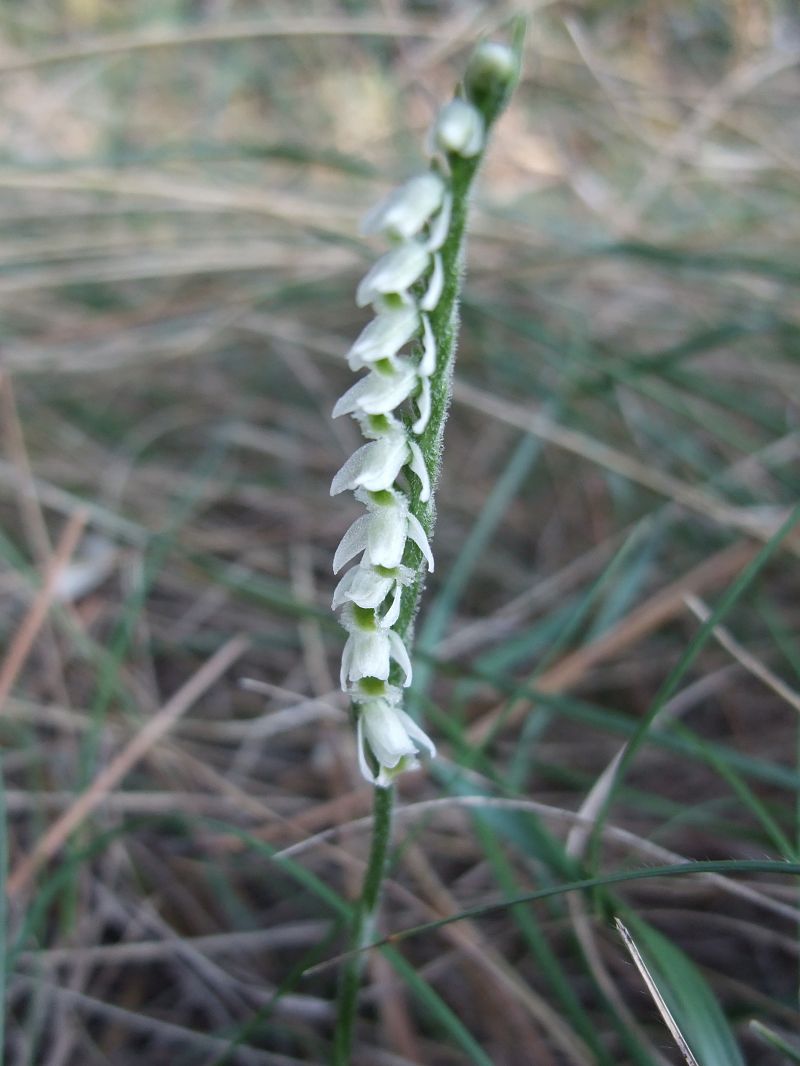 Spiranthes spiralis  - Vincent Marconnet