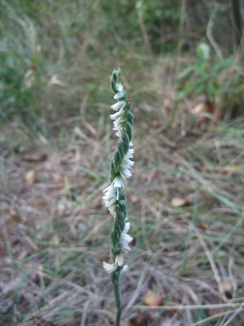 Spiranthes spiralis  - Vincent Marconnet
