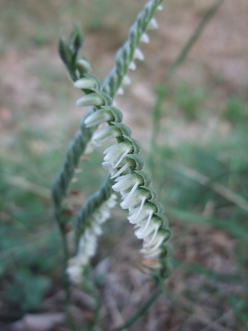 Spiranthes spiralis  - Vincent Marconnet