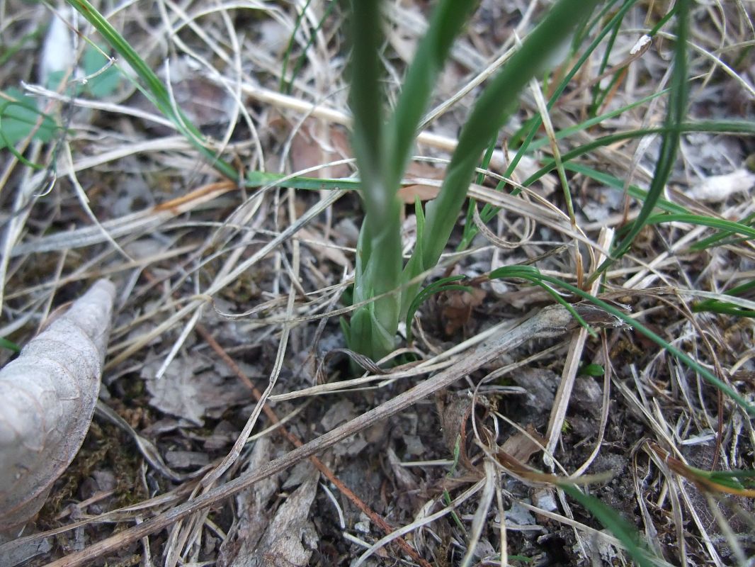 Spiranthes spiralis  - Vincent Marconnet