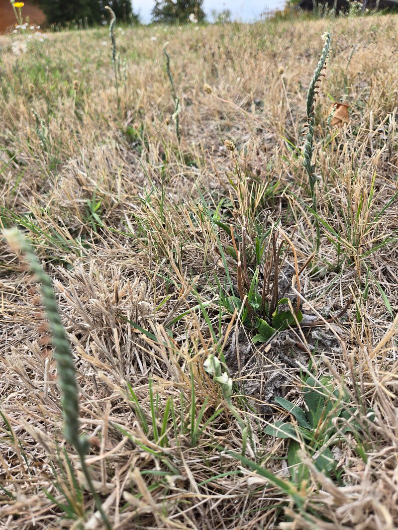 Spiranthes autumnalis  - Regis Galopin