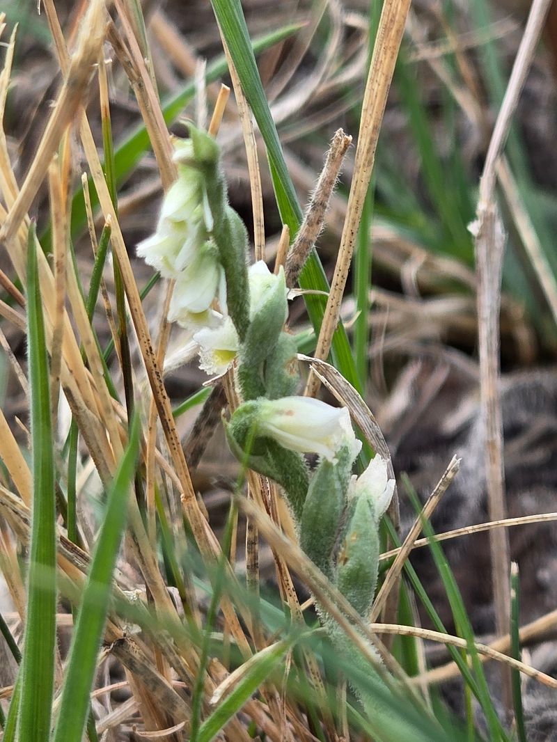 Spiranthes autumnalis  - Regis Galopin