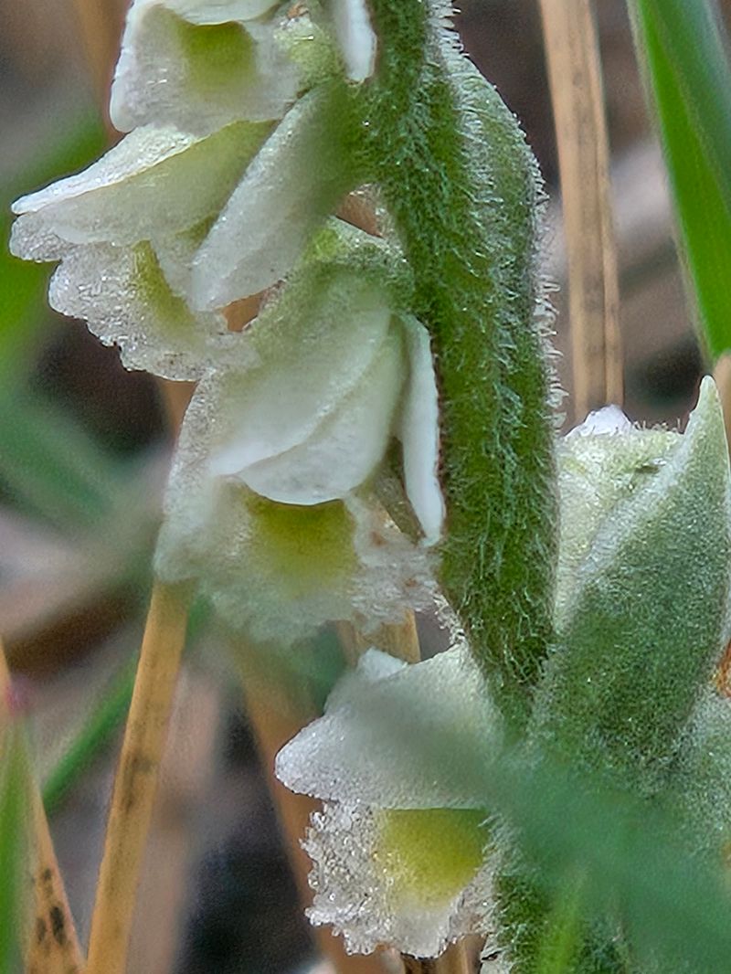 Spiranthes autumnalis  - Regis Galopin
