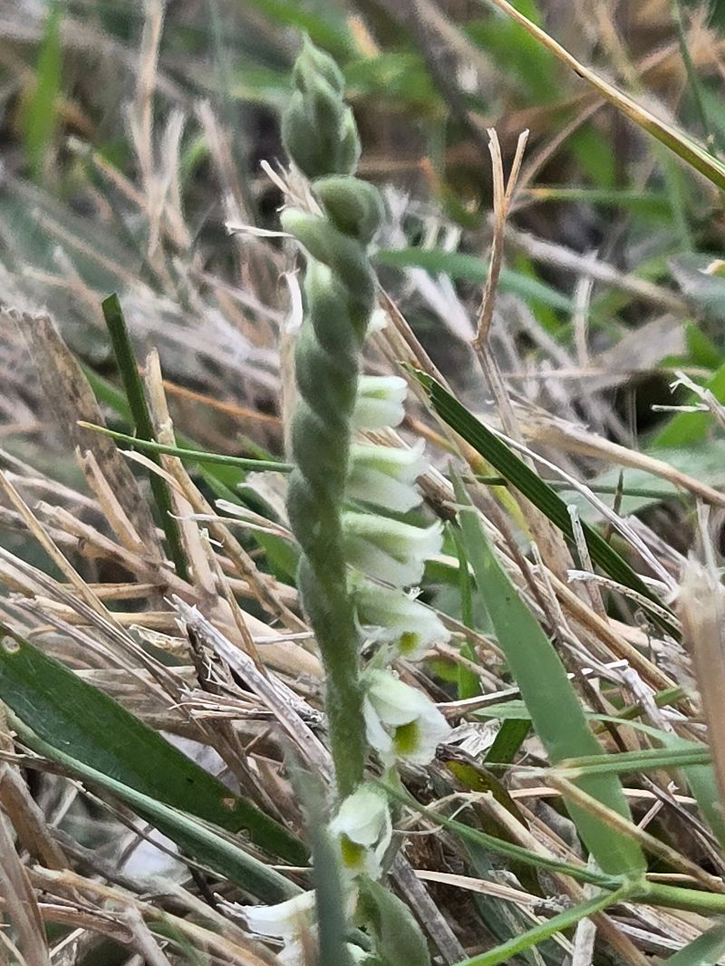 Spiranthes autumnalis  - Regis Galopin