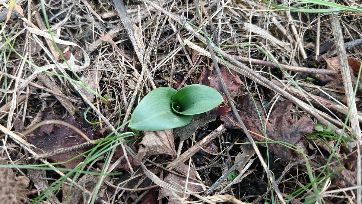 Ophrys apifera  - José Miguel Martins Da Silva