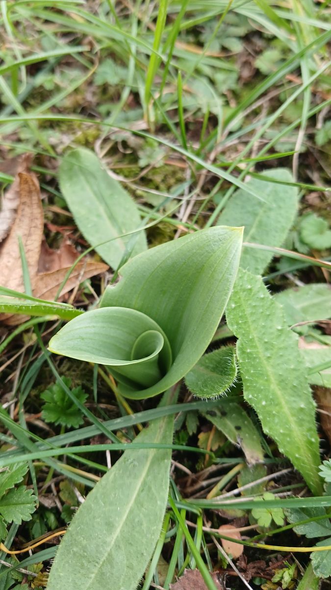Himantoglossum hircinum  - José Miguel Martins Da Silva