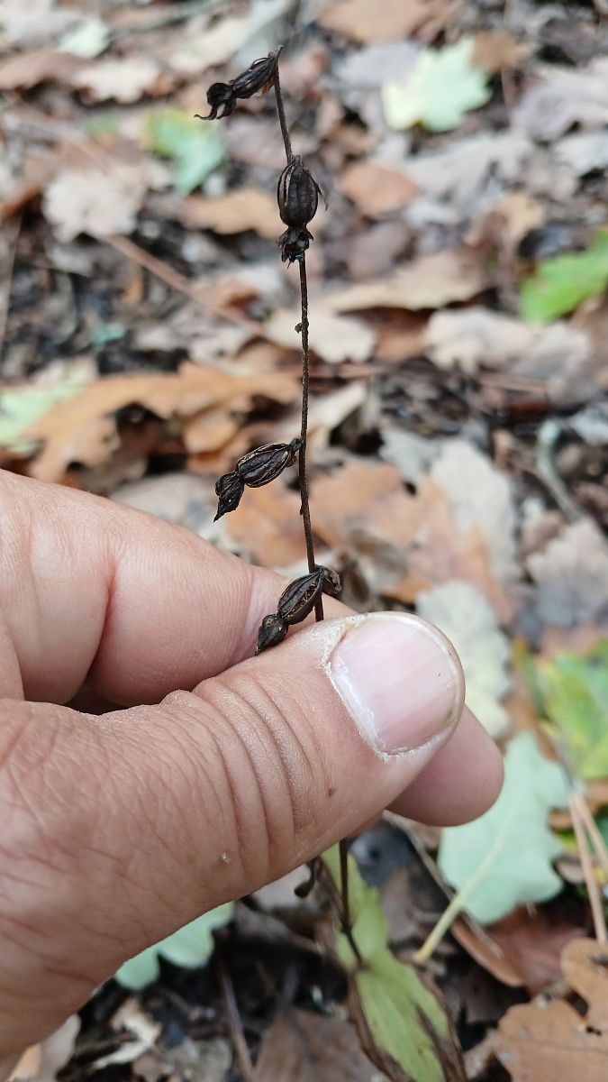 Epipactis helleborine var. minor  - José Miguel Martins Da Silva