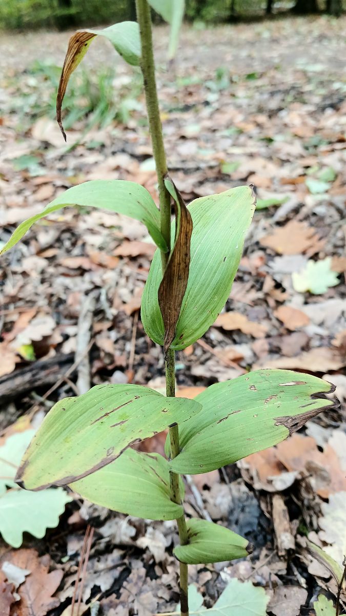 Epipactis helleborine  - José Miguel Martins Da Silva