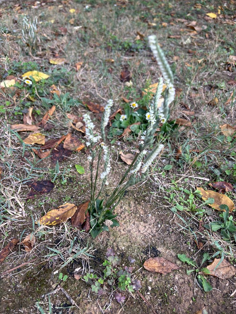 Spiranthes autumnalis  - Gérard Tolaïni