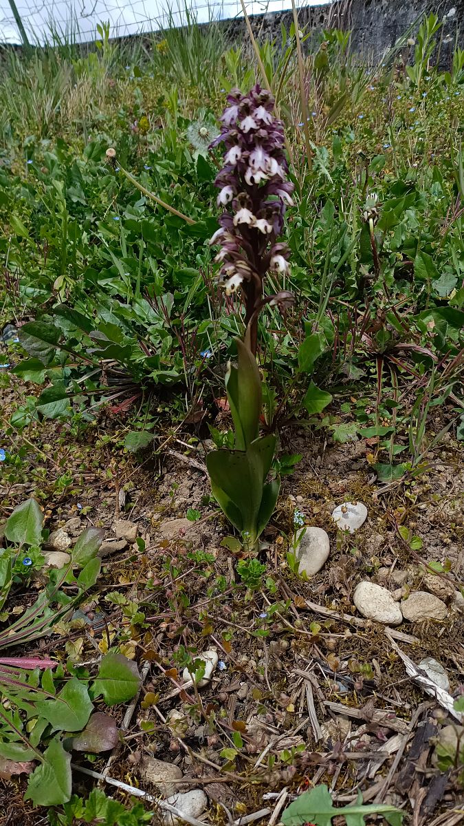 Himantoglossum robertianum  - Anonyme
