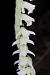 Spiranthes spiralis (Spiranthe d'automne) © Jean-Jacques Boissin